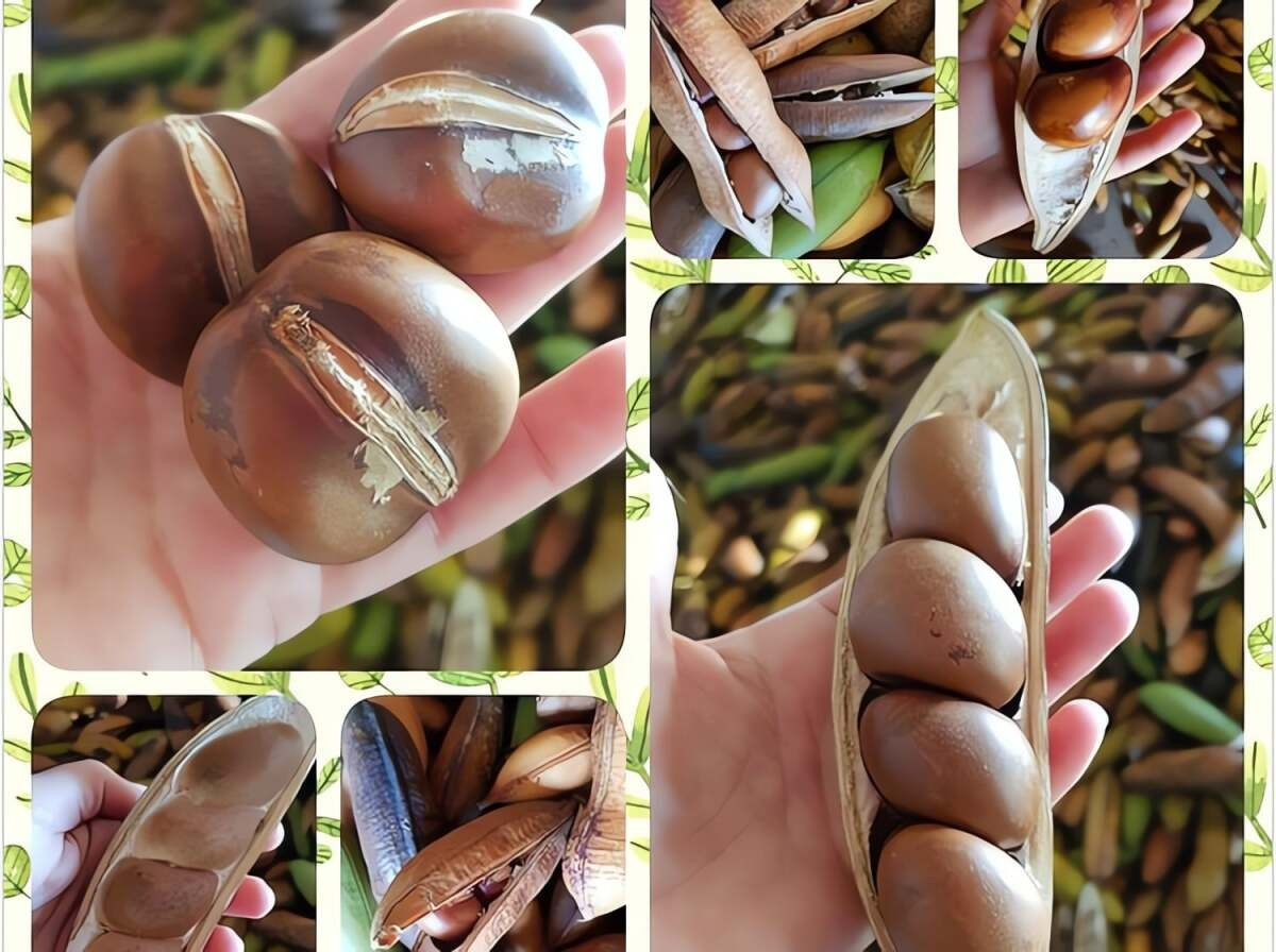 Cây được xem là biểu tượng giữ của, hút lộc và mang lại thịnh vượng. Nhiều người tin rằng khi cây ra hoa trong nhà, đó là dấu hiệu may mắn, như “thần tài” gõ cửa.