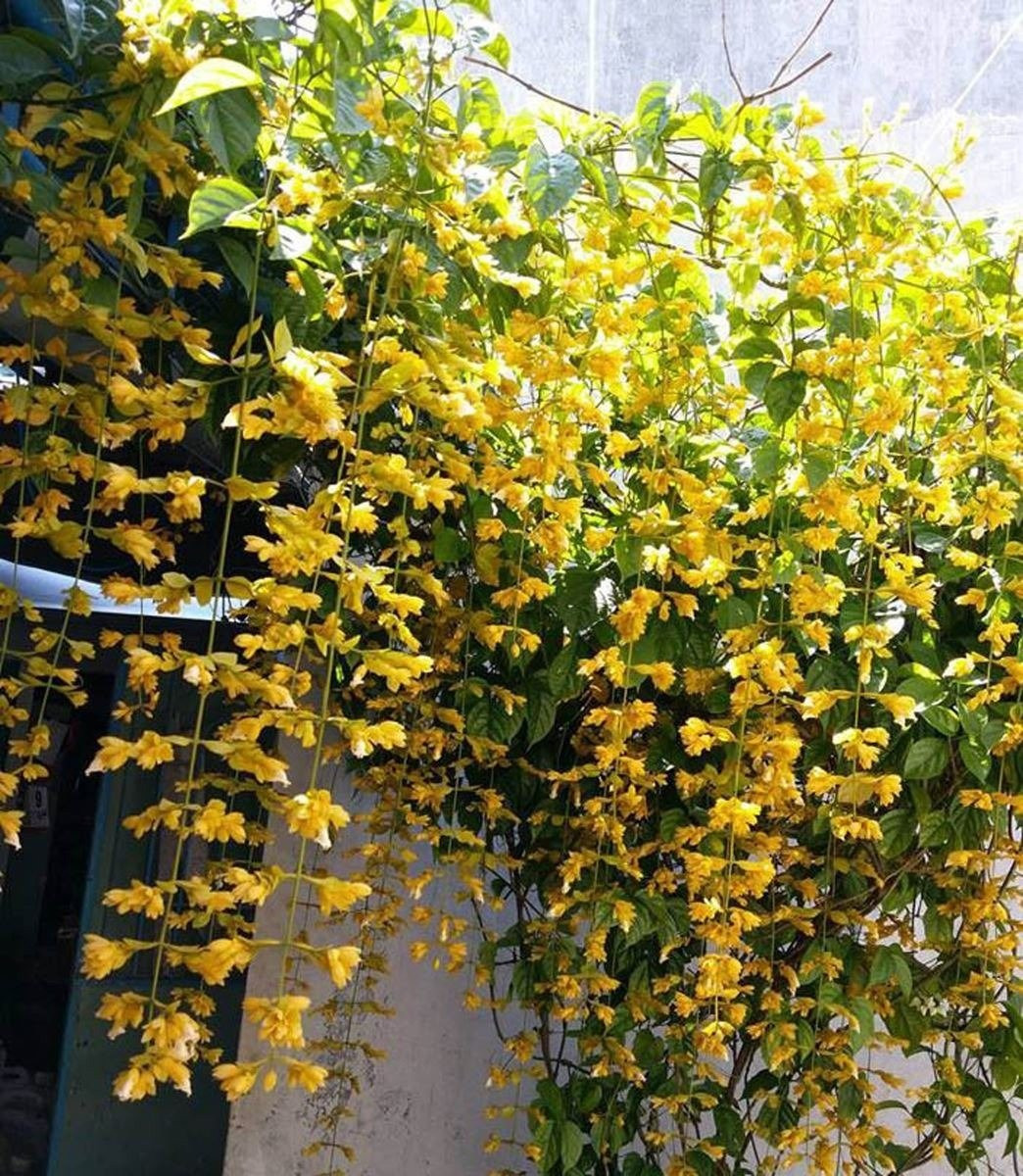 View - 5 loài hoa vừa đẹp vừa vượng khí, trồng một lần hưởng lộc dài lâu | Báo Tri thức và Cuộc sống - TIN TỨC PHỔ BIẾN KIẾN THỨC 24H