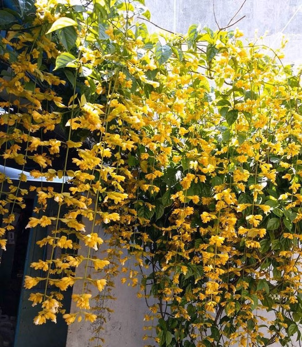 Cây hoàng dương: Cây hoàng dương được mệnh danh là “quý ông giữa các loài cây” nhờ dáng vẻ sang trọng và mùi hương dễ chịu. Dù sinh trưởng chậm, nhưng lại mang giá trị thẩm mỹ và phong thủy cao.