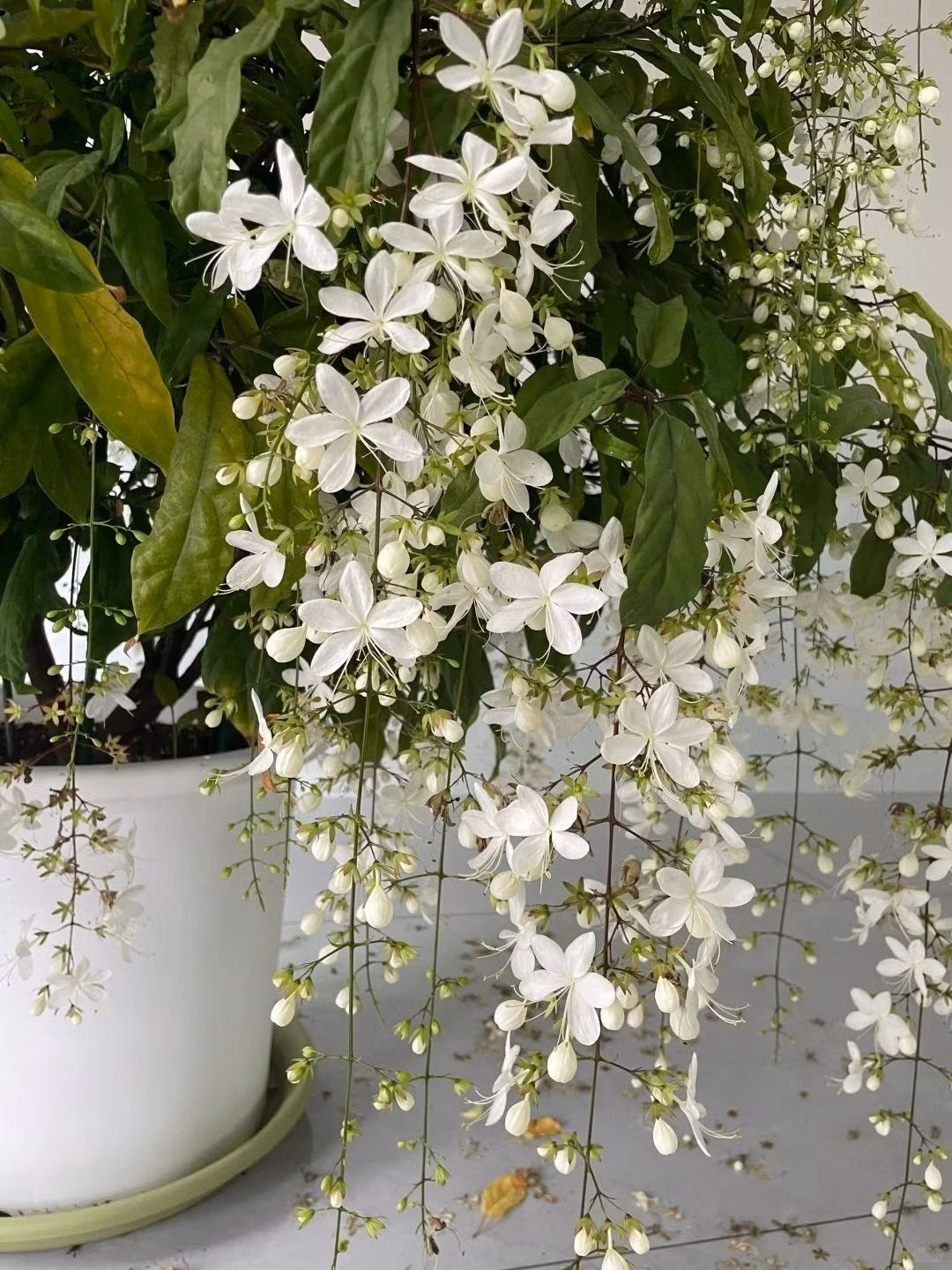 Nhiều gia đình chọn trồng hoặc biếu tặng vào dịp Tết, bởi tin rằng cây cảnh này mang lại may mắn, tiền tài và thịnh vượng.