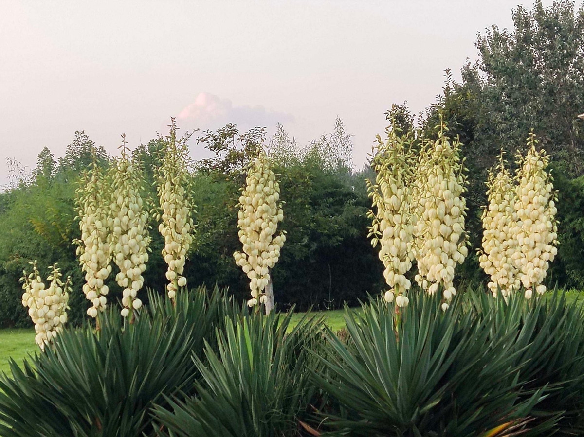 Chăm sóc sau hoa tàn và giá trị tổng thể: Sau khi hoa tàn, cắt bỏ bông đã héo, bón kali cho rễ phục hồi. Chôn phân cừu lên men mùa đông giúp rễ và thân phát triển tốt hơn. Ngọc giá lá cong Yucca recurvifolia là lựa chọn tuyệt vời cho không gian xanh, vừa đẹp vừa mang ý nghĩa phong thủy sâu sắc.