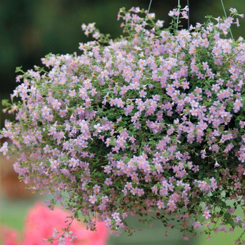 Chăm sóc đúng, hoa càng rực rỡ: Bón phân định kỳ, giữ độ ẩm ổn định. Tránh để đất khô hoặc quá nóng. Khi thấy hoa thưa, nên di chuyển cây ra nơi có bóng râm nhẹ buổi chiều.