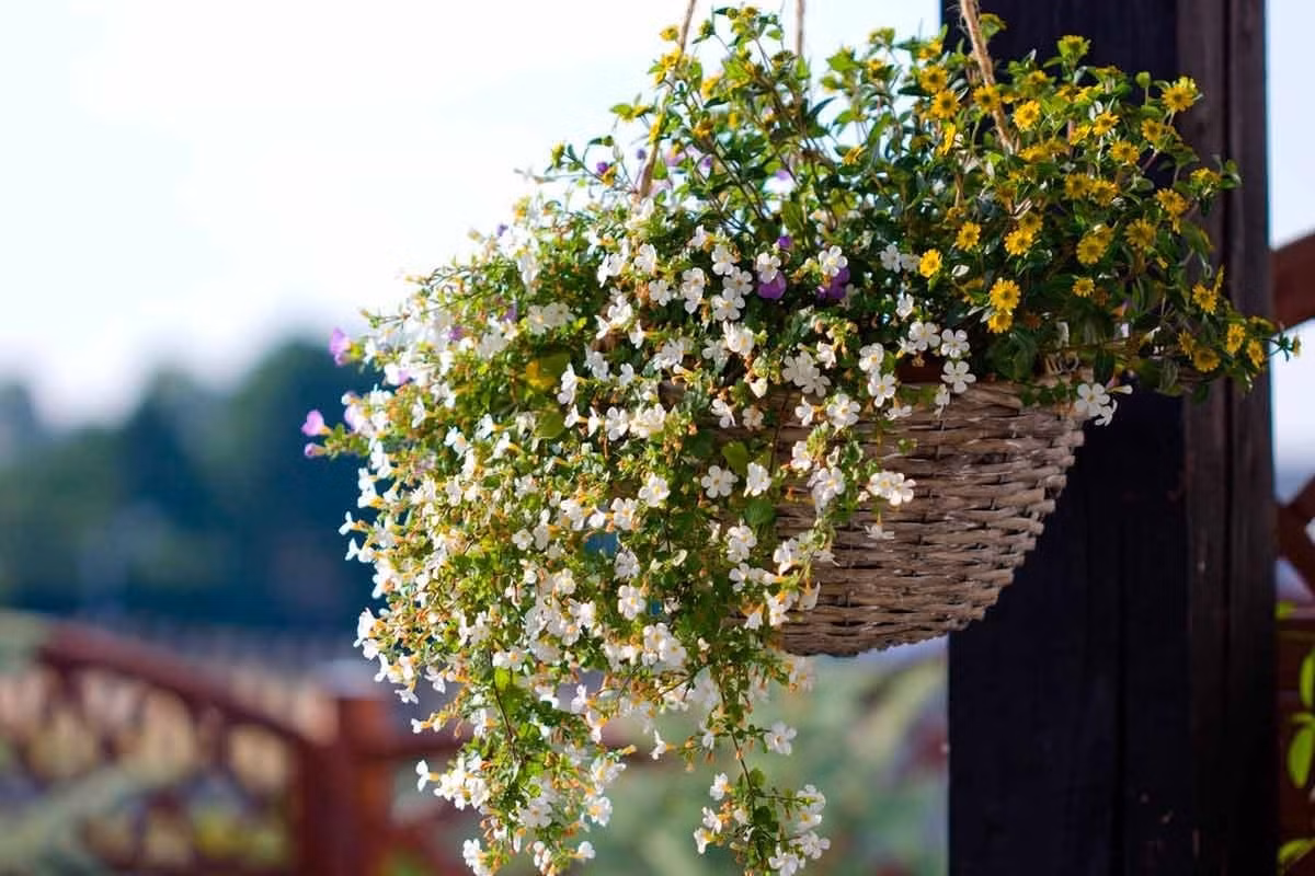 Giỏ treo hay tường rào đều đẹp: Cỏ lệ nhi rất đẹp khi trồng trong giỏ treo hoặc viền hàng rào. Kết hợp cùng dạ yên thảo, phong lữ, bướm xanh sẽ biến vườn nhà thành bức tranh đa sắc.