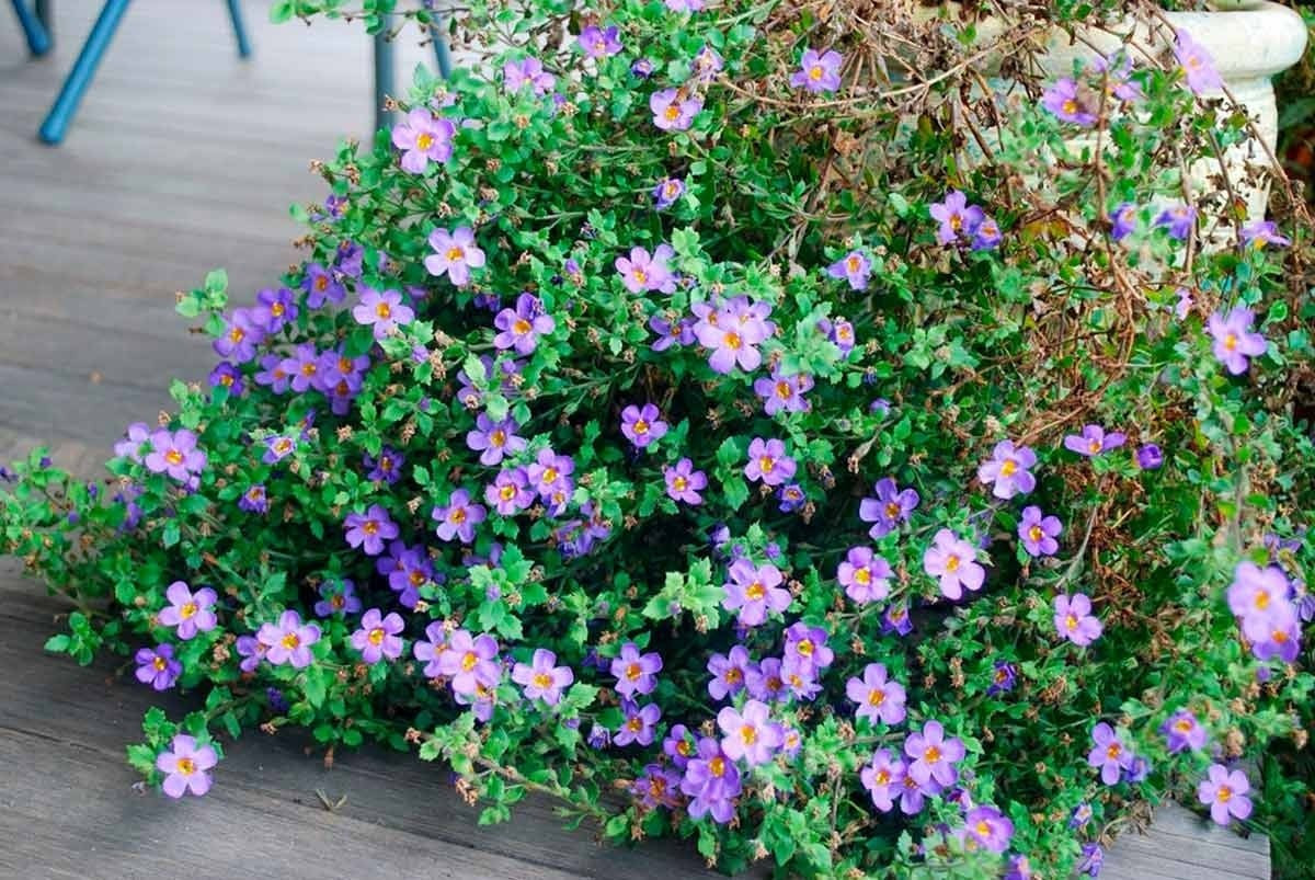 Biểu tượng của thanh khiết: Không chỉ đẹp, loài hoa này còn tượng trưng cho sự thanh khiết, nhẹ nhàng. Cảm giác thư thái lan toả từ từng bông hoa mềm mại.