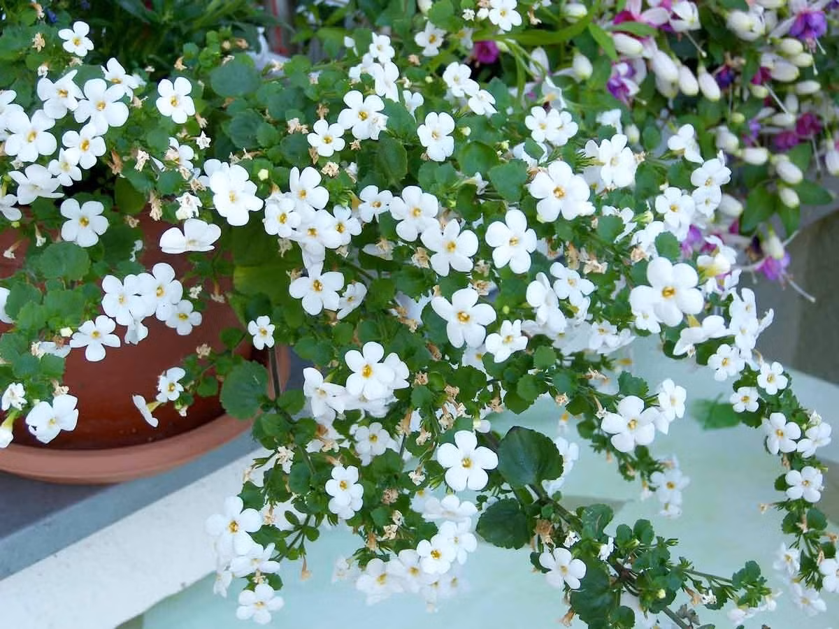 Cắt tỉa và nhân giống đơn giản: Bacopa không cần cắt hoa tàn nhưng nên tỉa nhẹ để cây gọn và tươi tốt. Dễ nhân giống bằng cách giâm cành trong đất ẩm, có thể dùng thêm hormone kích rễ.