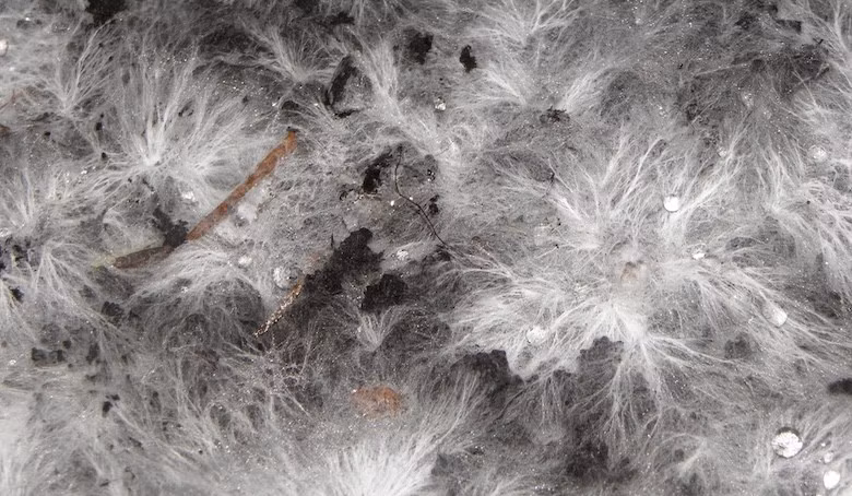 Ưu điểm lớn nhất của máy tính sinh học từ nấm là chi phí thấp, dễ sản xuất và khả năng phân hủy sinh học, giảm rác thải điện tử.