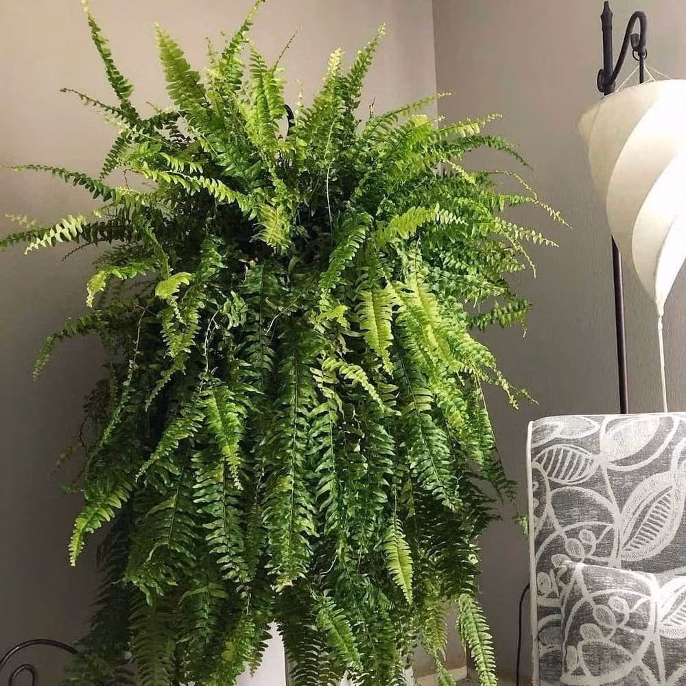 Cây phát triển rất nhanh nếu được trồng vào mùa xuân với đất thoát nước tốt. Thích hợp cả trong nhà lẫn ngoài trời ở vùng khí hậu ấm áp.