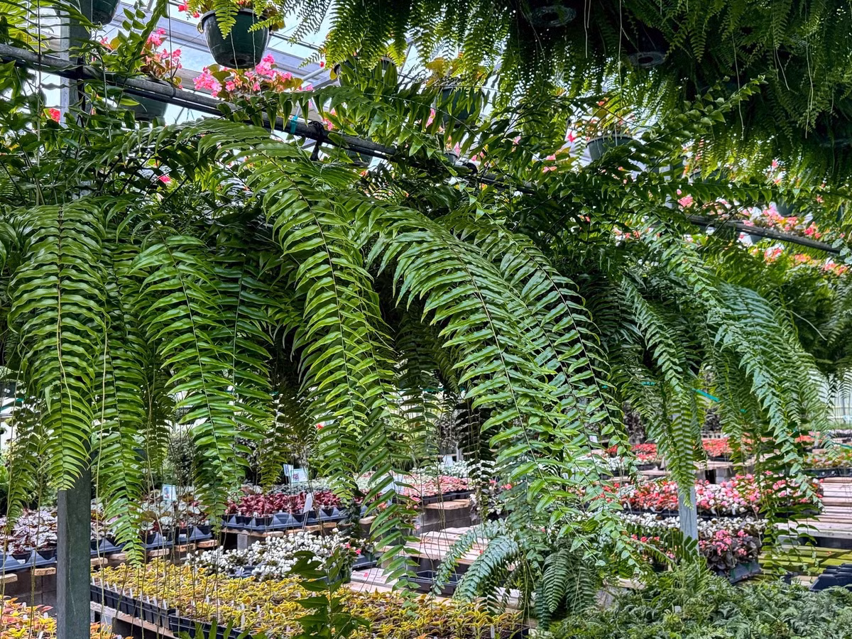 NASA từng công bố dương xỉ là “chiến binh lọc khí” siêu mạnh. Nó có thể hấp thụ xylene, toluene, thậm chí cả thủy ngân và asen.