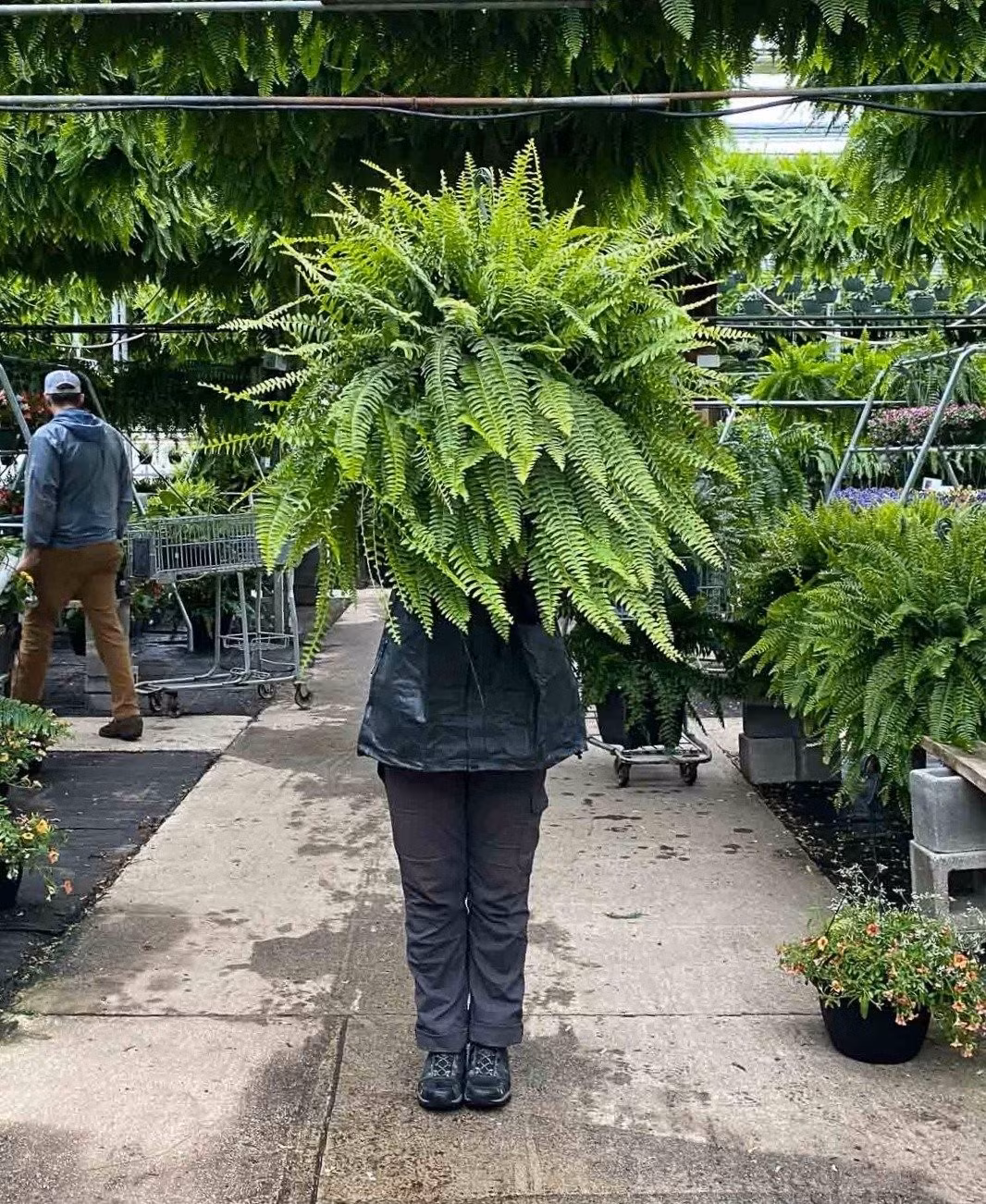 Trong phong thủy, dương xỉ tượng trưng cho sự trường thọ và may mắn. Người xưa tin rằng nó giúp giữ gìn hạnh phúc lứa đôi.