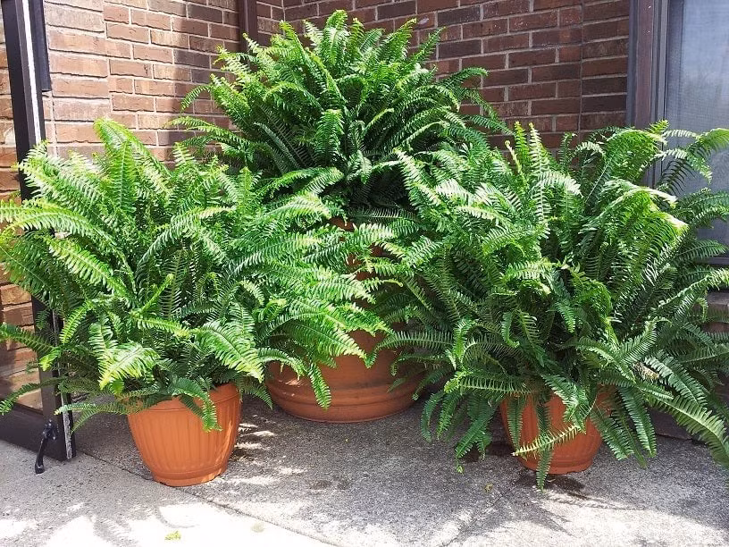 Dương xỉ nữ hoàng – không chỉ là cây cảnh mà còn là biểu tượng sống xanh. Trồng một chậu trong nhà, bạn sẽ thấy bình yên hơn mỗi ngày.