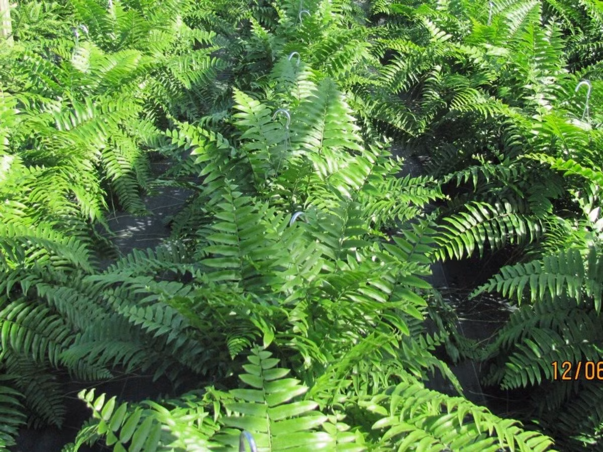 Chăm sóc đơn giản: ánh sáng gián tiếp, đất ẩm và không để cây ngập úng. Tưới nước khi đất khô khoảng 3cm là vừa đẹp.