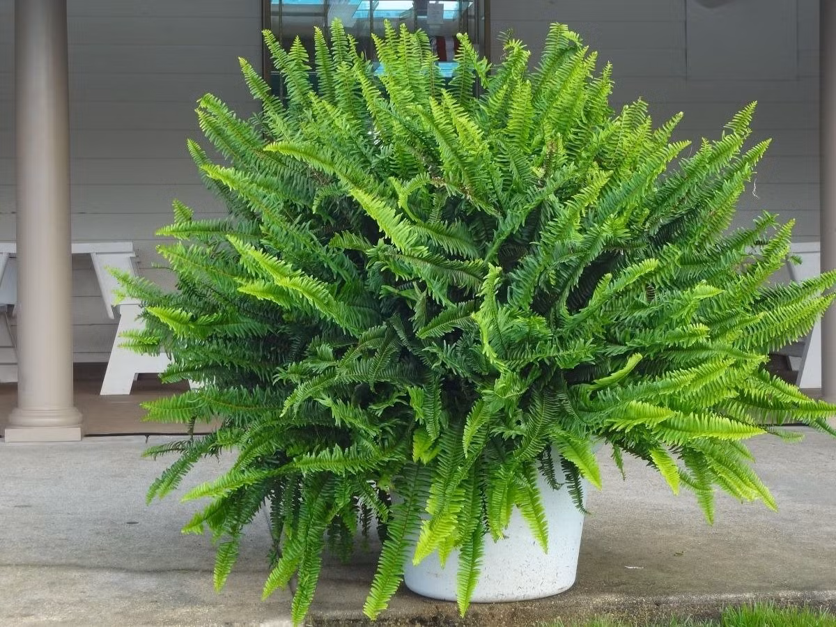 Dương xỉ không chỉ dễ sống mà còn giúp giảm bức xạ từ các thiết bị điện tử. Một máy lọc không khí tự nhiên ngay trong phòng khách – quá lời!