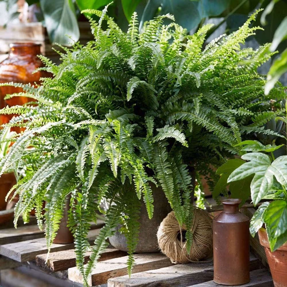 Cây mọc rậm rạp, lá to khỏe và vươn cao tới 1 mét. Đây là lựa chọn lý tưởng cho các giỏ treo hay góc xanh nội thất.