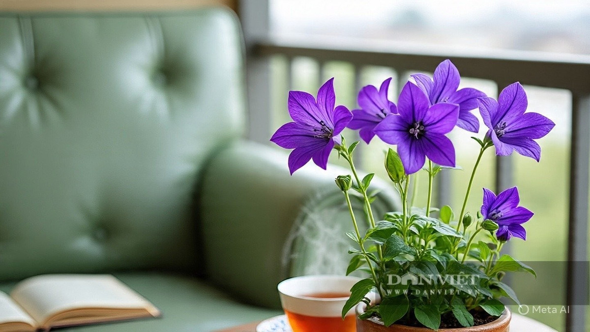  Cây cảnh lâu năm vừa đẹp vừa khỏe mạnh Campanula portenschlagiana là cây cảnh lâu năm, sinh trưởng tốt, thường được trồng làm cây phủ đất, điểm tô hồ bơi, vườn đá, bồn hoa hay ban công.