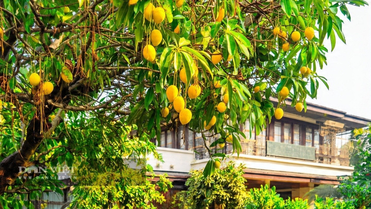 Cây rất ưa sáng, thích hợp trồng nơi thoáng, đất phù sa hoặc đất thịt nhẹ, thoát nước tốt. Chỉ cần bón phân hữu cơ hoặc NPK định kỳ, cây sẽ ra quả đều và giúp không gian sống trở nên trong lành, mát mắt.