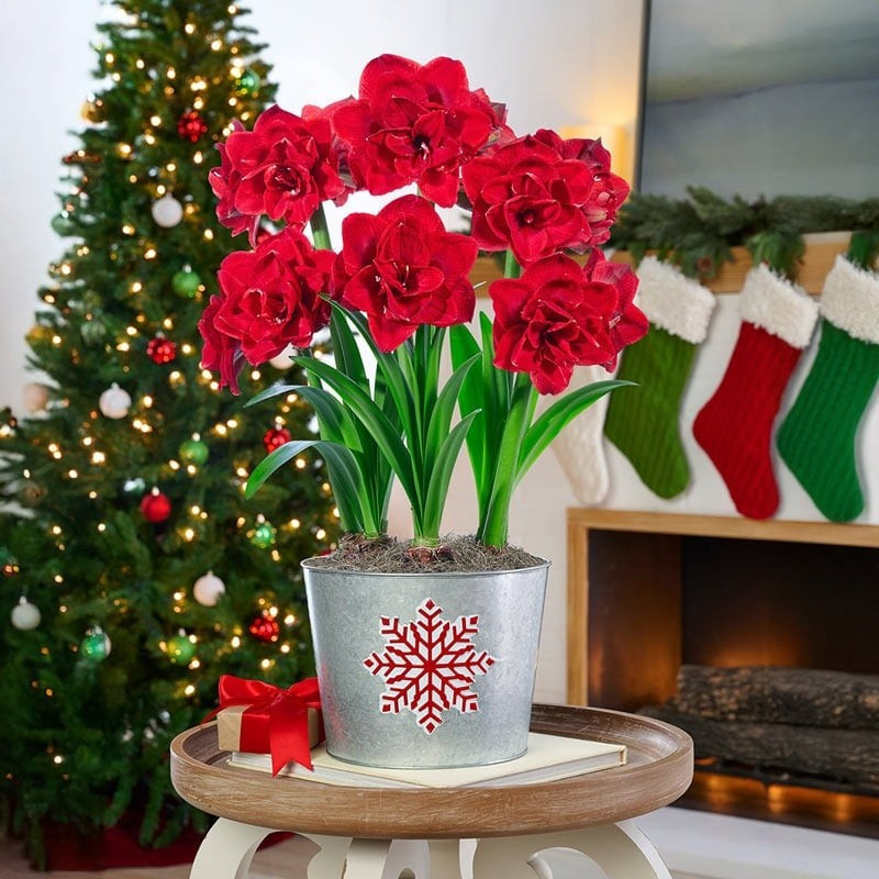 Ngôn ngữ hoa của lan huệ là khao khát được yêu thương