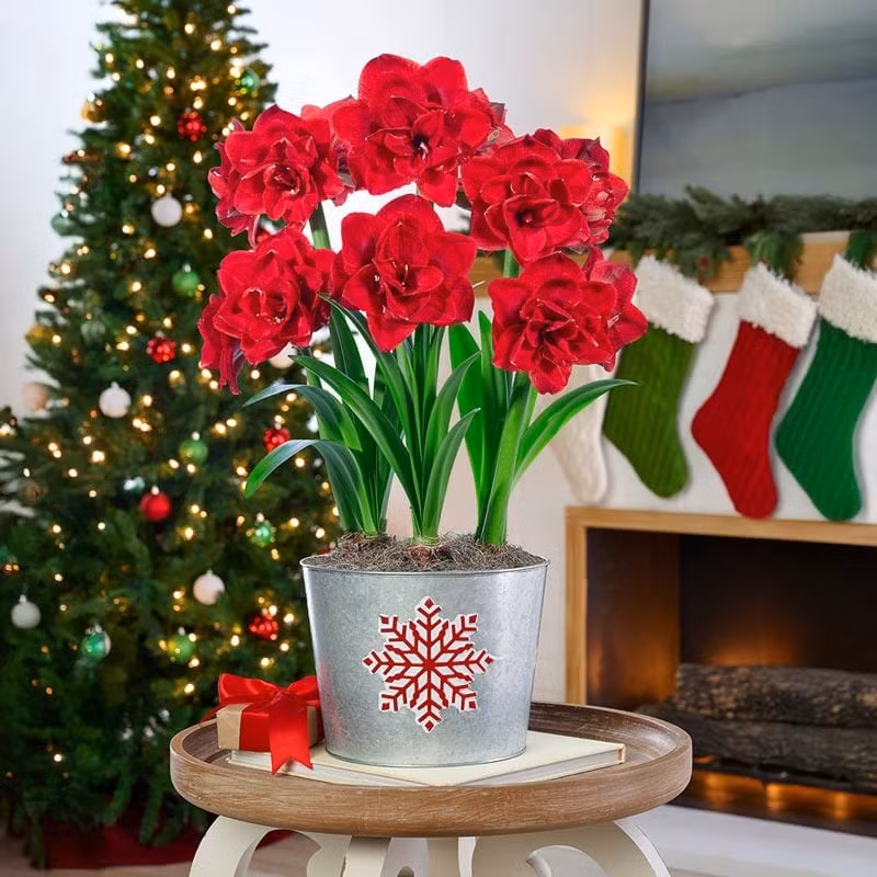 Ngôn ngữ hoa của lan huệ là khao khát được yêu thương