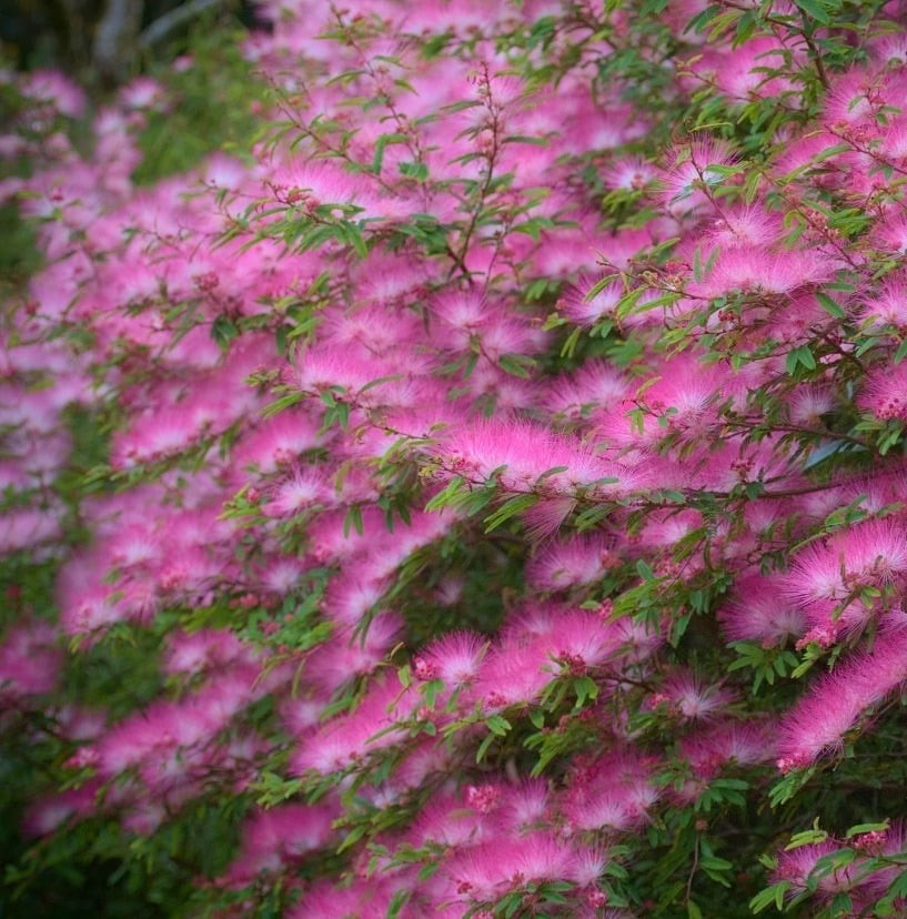 View - 5 loài hoa vừa đẹp vừa vượng khí, trồng một lần hưởng lộc dài lâu | Báo Tri thức và Cuộc sống - TIN TỨC PHỔ BIẾN KIẾN THỨC 24H