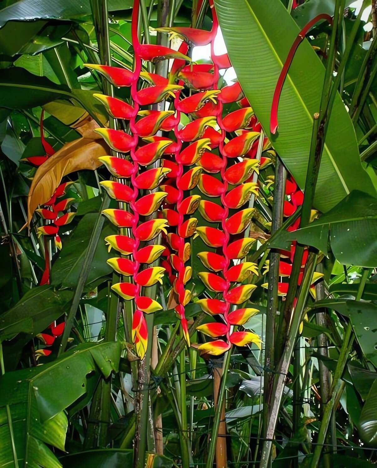 Hoa thường nở rộ vào mùa xuân, có thể bung sắc quanh năm nếu khí hậu thuận lợi, tượng trưng cho sự cát tường, giàu sang và tài lộc.