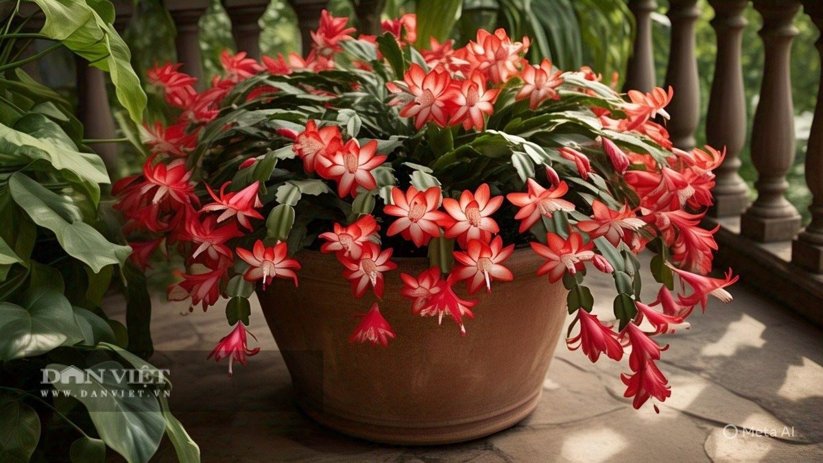  1. Lan càng cua – Đẹp mong manh, khó chiều nơi ban công: Khi lan càng cua bung nở, vẻ đẹp rực rỡ của hoa khiến ai cũng mê đắm. Những cánh hoa uốn lượn mềm mại, sắc hồng cam ấm áp khiến không gian bừng sáng như khoảnh khắc giao mùa. Đặt chậu lan ở ban công, bạn sẽ cảm nhận được sự sống tinh khôi len lỏi qua từng tia nắng sớm.