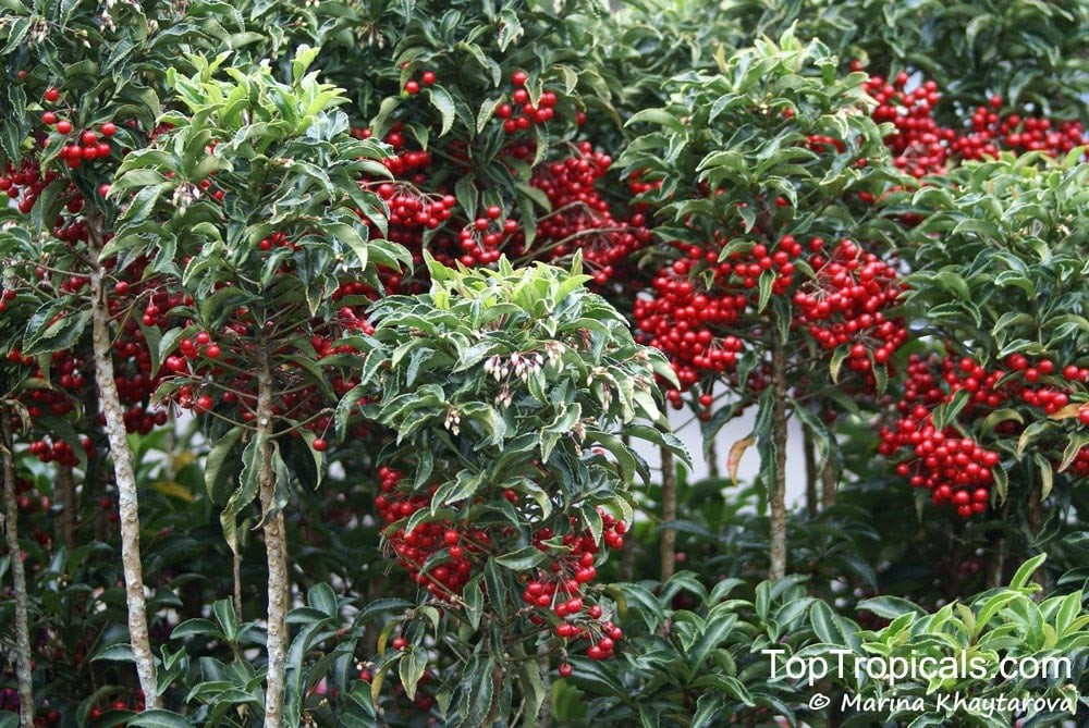 Để cây khỏe mạnh và sai quả, nên trồng trong đất màu mỡ, thoát nước tốt, đặt nơi có nhiều ánh sáng. Bón thêm lân và kali định kỳ để cây ra hoa, kết quả nhiều hơn. Đây là loại cây phong thủy “hút lộc” được ưa chuộng nhất hiện nay.