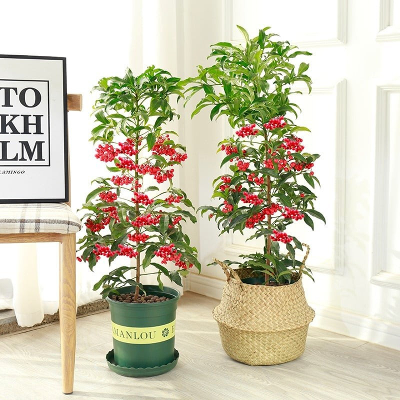 Không chỉ có ý nghĩa tinh thần, cây còn rất đẹp mắt và có tính trang trí cao. Bạn có thể đặt kim ngân lượng ở bàn ăn, cạnh tủ TV hay bệ cửa sổ để không gian bừng sáng, ngập tràn sức sống và niềm vui.