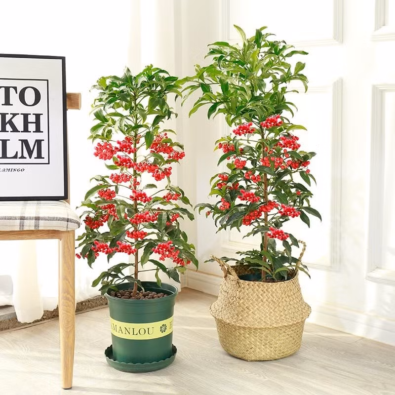 Không chỉ có ý nghĩa tinh thần, cây còn rất đẹp mắt và có tính trang trí cao. Bạn có thể đặt kim ngân lượng ở bàn ăn, cạnh tủ TV hay bệ cửa sổ để không gian bừng sáng, ngập tràn sức sống và niềm vui.