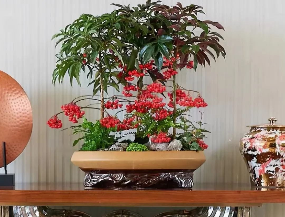 2. Kim ngân lượng – Cây tài lộc, sung túc đủ đầy: Kim ngân lượng còn được gọi là hạt tài lộc, vạn lượng vàng hay berry Giáng sinh. Những chùm quả đỏ mọng trĩu cành rực rỡ như đá quý, khiến không gian trở nên tươi vui, tràn đầy năng lượng lễ hội.