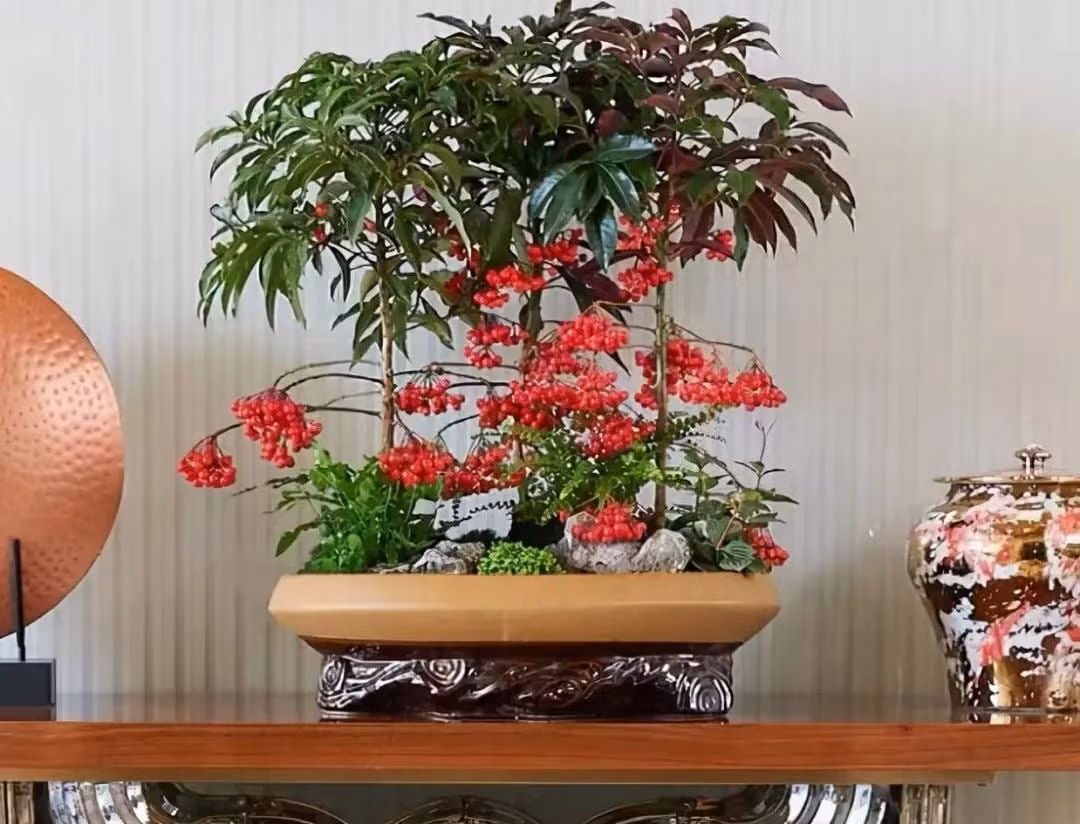 2. Kim ngân lượng – Cây tài lộc, sung túc đủ đầy: Kim ngân lượng còn được gọi là hạt tài lộc, vạn lượng vàng hay berry Giáng sinh. Những chùm quả đỏ mọng trĩu cành rực rỡ như đá quý, khiến không gian trở nên tươi vui, tràn đầy năng lượng lễ hội.