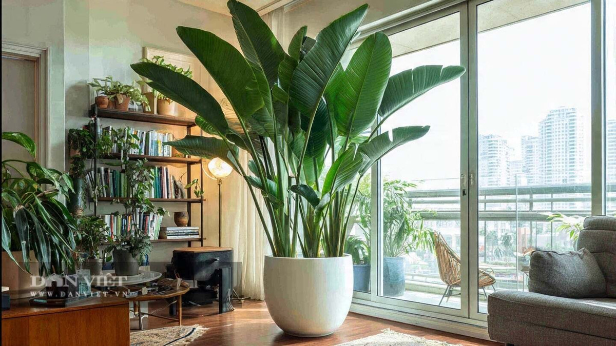 Lá lớn, xanh bóng, hướng thẳng lên tạo cảm giác như mang rừng mưa nhiệt đới vào nhà. Ngoài tạo ẩm, cây còn giúp lọc bụi và cải thiện chất lượng không khí.