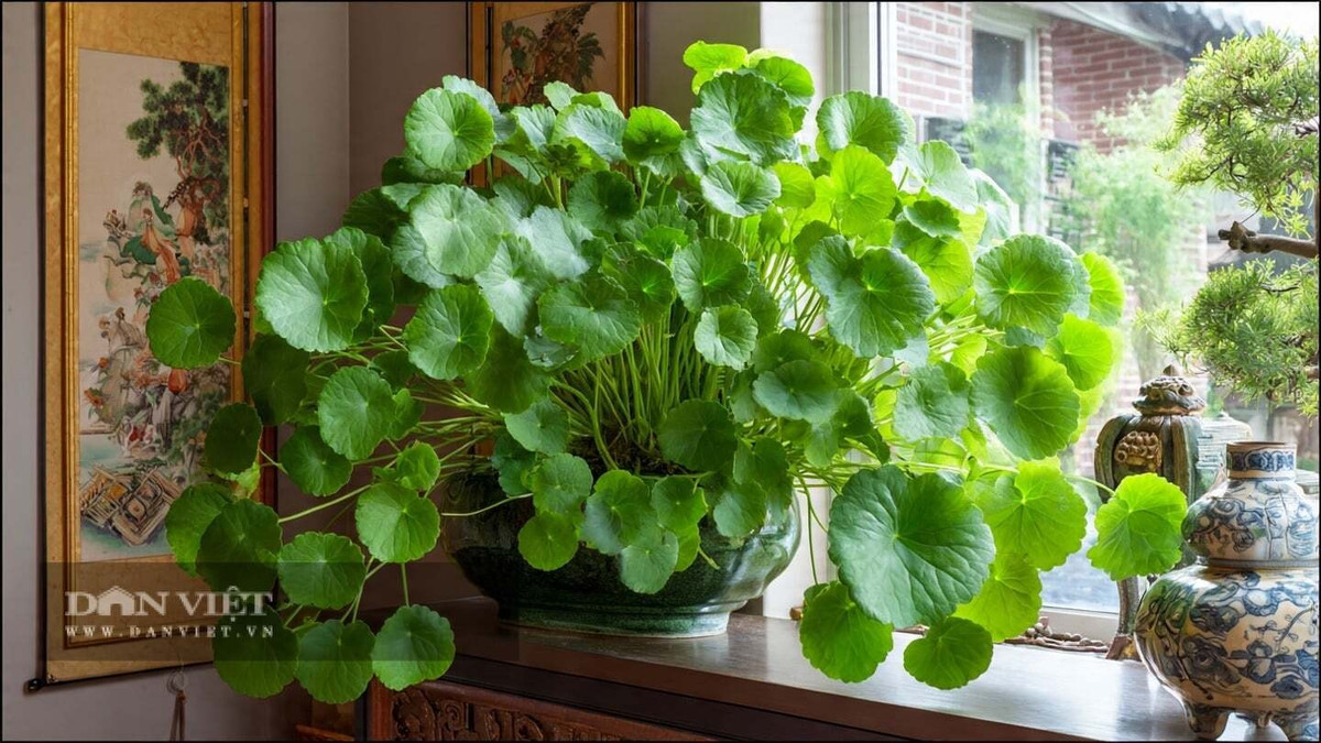 Theo quan niệm phong thủy, những “đồng xu xanh” này tượng trưng cho sự tích lũy của cải và đoàn tụ gia đình. Cây phát triển nhanh, hàm ý tài lộc sinh sôi liên tục. Cỏ đồng xu dễ trồng, ưa ánh sáng và môi trường ẩm. Chỉ cần đủ nắng, giữ đất ẩm hoặc nước sạch, một chậu cây nhỏ có thể nhanh chóng nhân ra nhiều chậu mới.