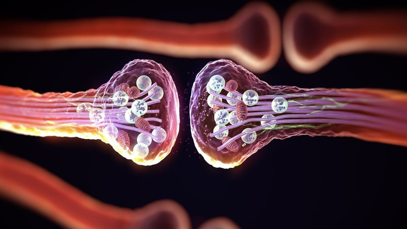 Theo tạp chí Science, đây là bước tiến giúp thống nhất các mô hình và giải thích độ chính xác đáng kinh ngạc của bộ não.