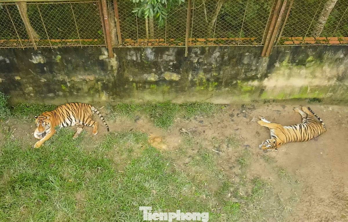 Năm 2007, gia đình ông Nguyễn Mậu Chiến mua 10 cá thể hổ về nuôi nhốt nhưng bị ngành chức năng phát hiện, xử phạt 30 triệu đồng. Sau xử phạt, chủ trang trại được cho phép tiếp tục chăm sóc, nuôi dưỡng đàn hổ.