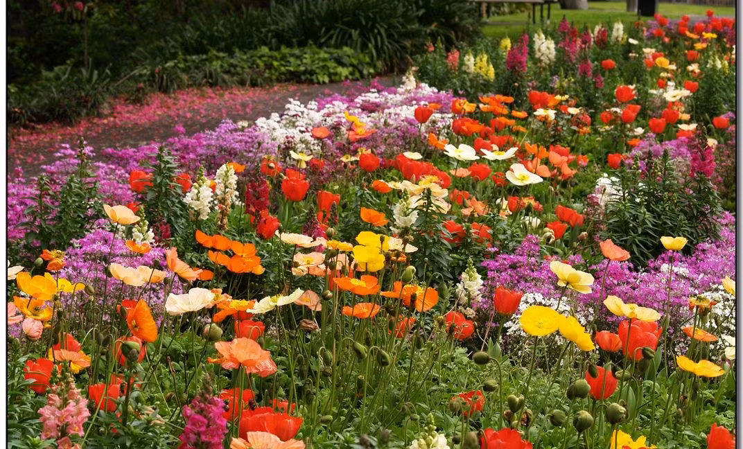 Để gieo một khu vườn nhỏ, người dùng cần bắn khoảng 20 lần rồi tưới nước và chờ hoa nở.