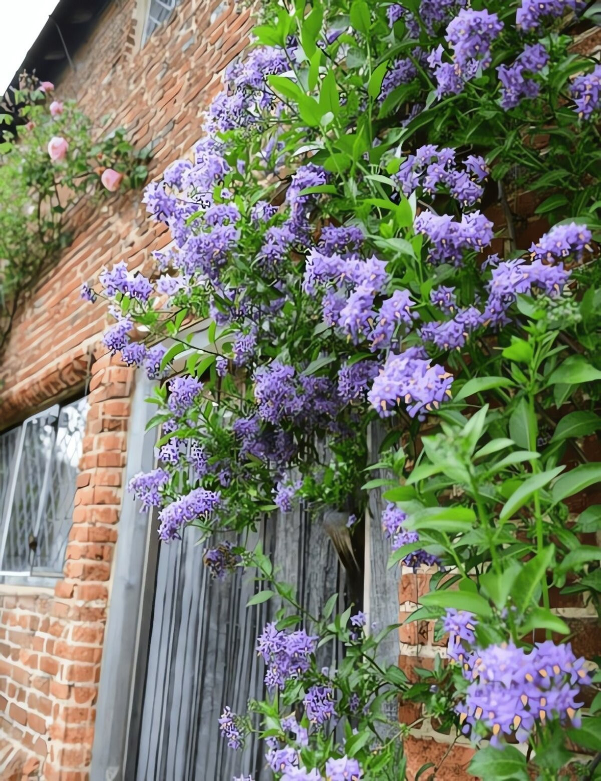 May mắn thay, vẫn có một lựa chọn thay thế hoàn hảo: hoa tiêu nương (Solanum seaforthianum) – “bản sao nhiệt đới” của tử đằng, nhưng lớn nhanh hơn gấp nhiều lần.