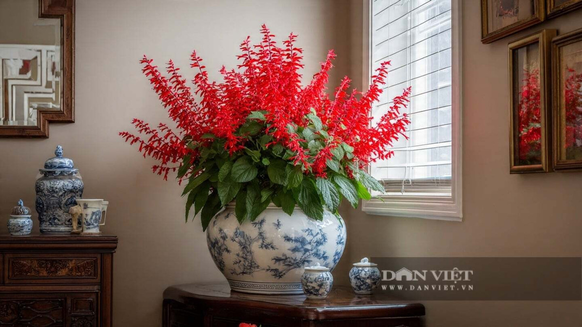 Hoa xác pháo – Salvia splendens – còn gọi là hoa xô đỏ, nổi bật với những chùm hoa đỏ tươi vươn thẳng như pháo hoa thu nhỏ.
