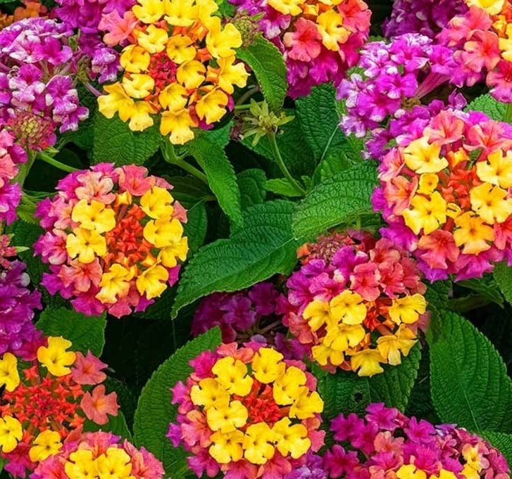 Mỗi bông hoa là một màn chuyển màu kỳ ảo. Ban đầu vàng tươi, sau chuyển cam, đỏ, tím, lam... như vũ điệu sắc màu mê hoặc, kéo dài suốt từ mùa xuân đến cuối thu.