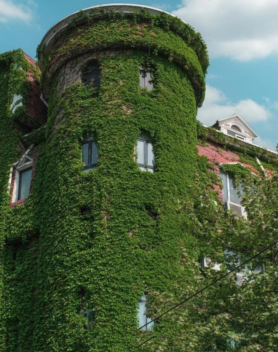 Những chiếc lá năm chét biến hóa sắc màu theo mùa: Lá cây có hình quạt xòe năm cánh độc đáo. Mùa hè xanh mướt, mùa thu đỏ thẫm – tạo nên bảng màu tự nhiên quyến rũ đến khó rời mắt.