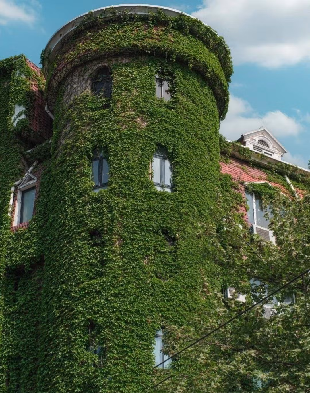 Những chiếc lá năm chét biến hóa sắc màu theo mùa: Lá cây có hình quạt xòe năm cánh độc đáo. Mùa hè xanh mướt, mùa thu đỏ thẫm – tạo nên bảng màu tự nhiên quyến rũ đến khó rời mắt.