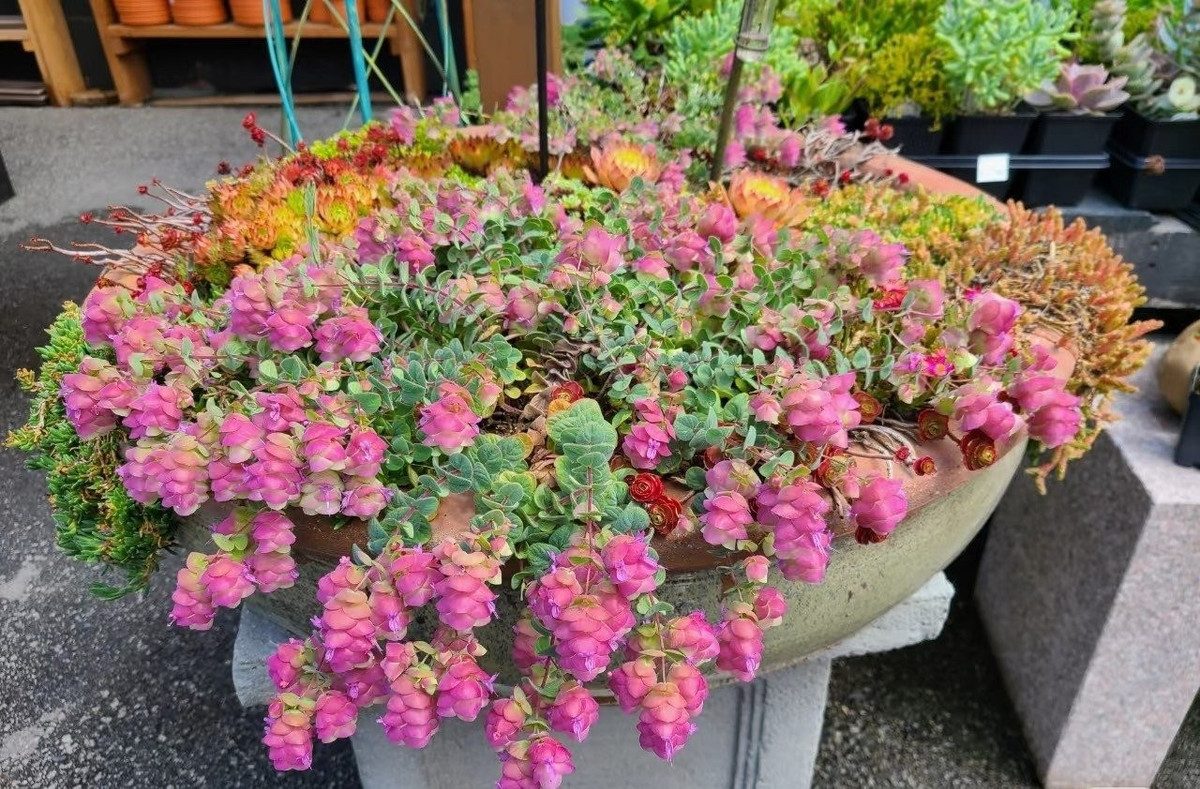 Lá của cây hình bầu dục, mọng nước, xanh ánh bạc, tỏa hương quyến rũ. Những lá bắc xếp tầng, rủ xuống, ôm lấy những bông hoa nhỏ màu hồng tím.