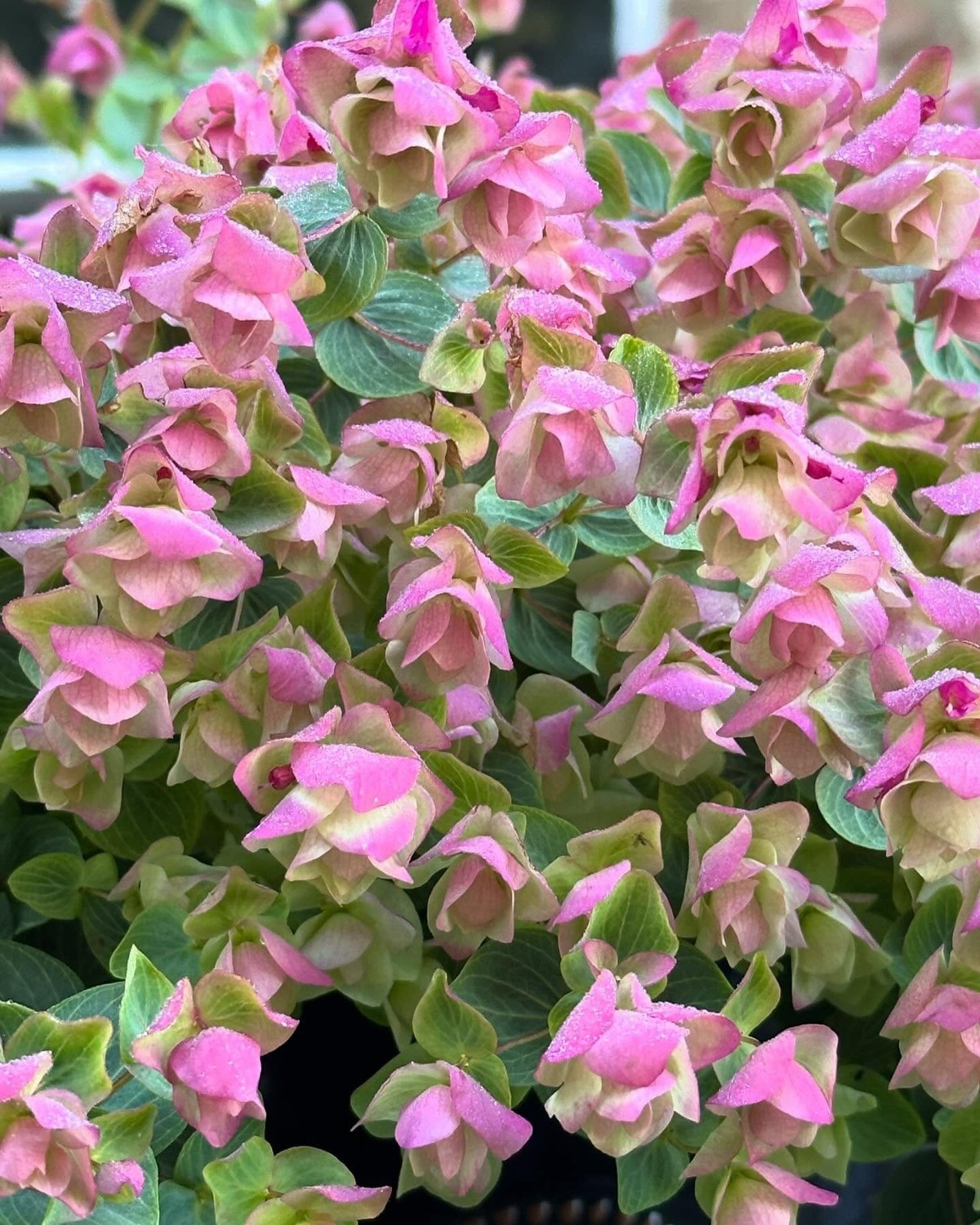 Trái ngược, kinh giới cảnh 'Kent Beauty' lại là giống cây cảnh mới, được lai tạo năm 2016, mang vẻ đẹp độc đáo, khác hẳn cây gia vị.