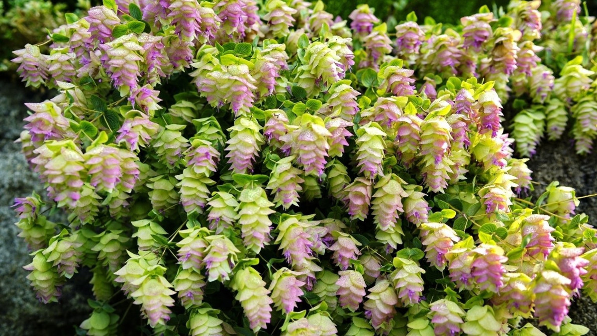 Trong phong thủy, kinh giới cảnh tượng trưng cho may mắn, bình an và tài lộc. Màu hồng tím biểu trưng quyền lực, sang trọng, trong khi màu trắng gợi sự thuần khiết.