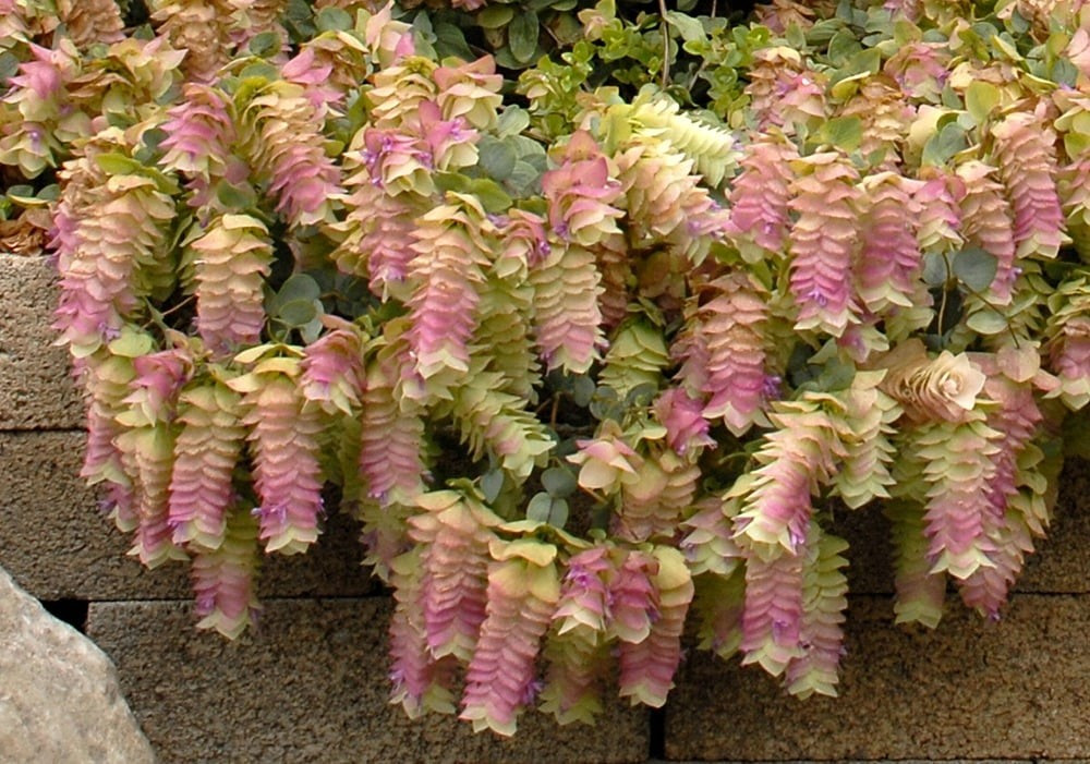 Tên gọi “kinh giới cảnh” dễ gây nhầm lẫn với cây kinh giới cay (oregano) – loại thảo mộc quen thuộc trong ẩm thực và y học từ thời Ai Cập cổ đại.