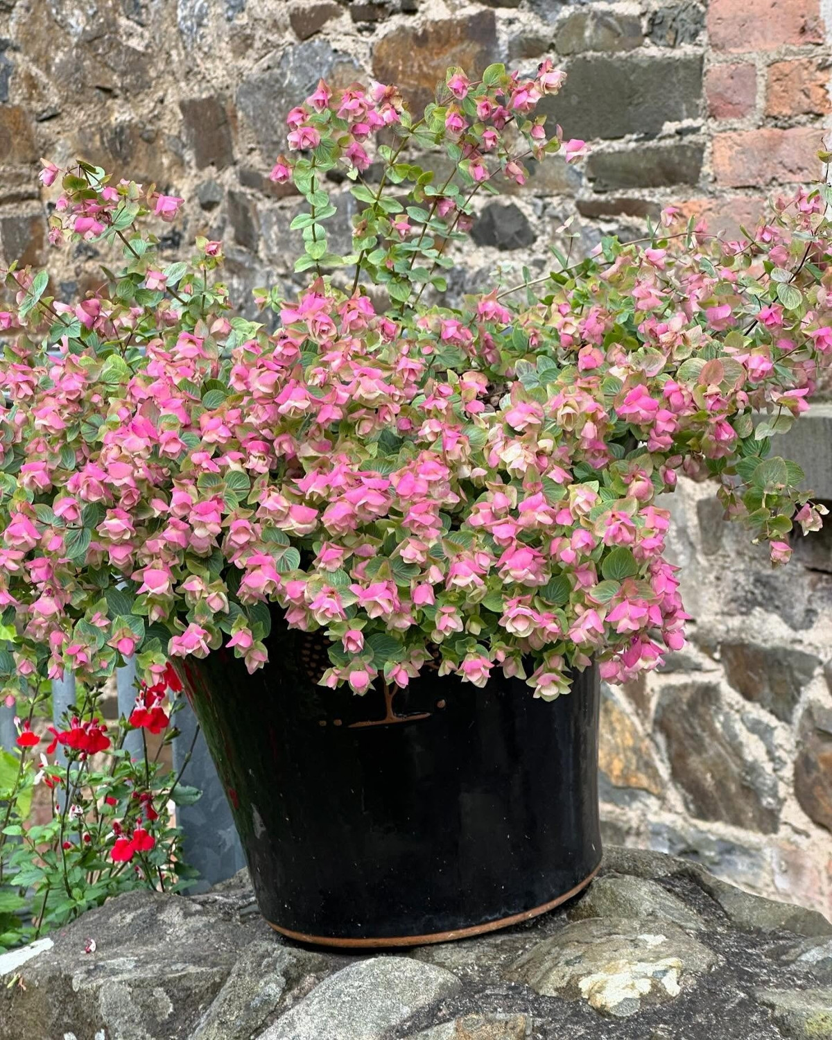 Đặc biệt, cây có hương thơm nồng nàn, đôi khi gợi nhớ mùi hoa hồng. Nhờ vậy, nó vừa làm đẹp, vừa tạo cảm giác thư giãn, dễ chịu.