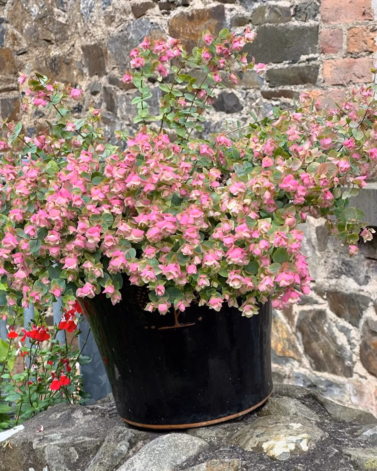 Đặc biệt, cây có hương thơm nồng nàn, đôi khi gợi nhớ mùi hoa hồng. Nhờ vậy, nó vừa làm đẹp, vừa tạo cảm giác thư giãn, dễ chịu.