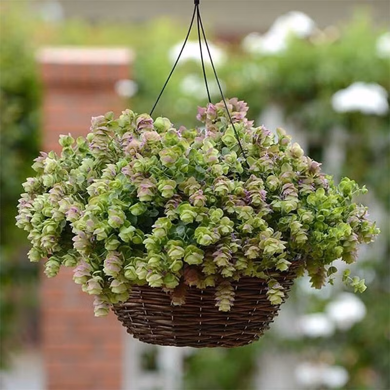 Hoa và lá bắc còn giữ được lâu. Nếu cắt cành cắm bình nước sạch, chúng vẫn tươi suốt nửa tháng, vừa đẹp mắt vừa lạ lùng.