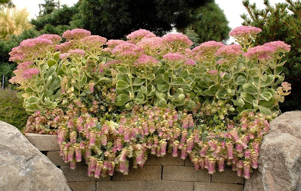 Thoạt nhìn, hoa của kinh giới cảnh giống hoa hồng, nhưng thực chất những gì ta thấy chủ yếu là lá bắc – một điểm độc đáo khó nhầm lẫn.