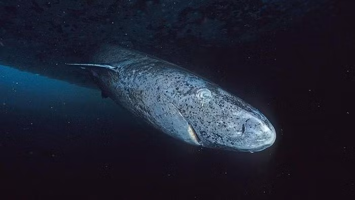 Cá mập. Nhiều loài cá mập, như Greenland, sống lâu, nhịn đói hàng năm và chuyển sang ăn xác động vật, trong môi trường sâu và lạnh ít chịu ảnh hưởng bề mặt.