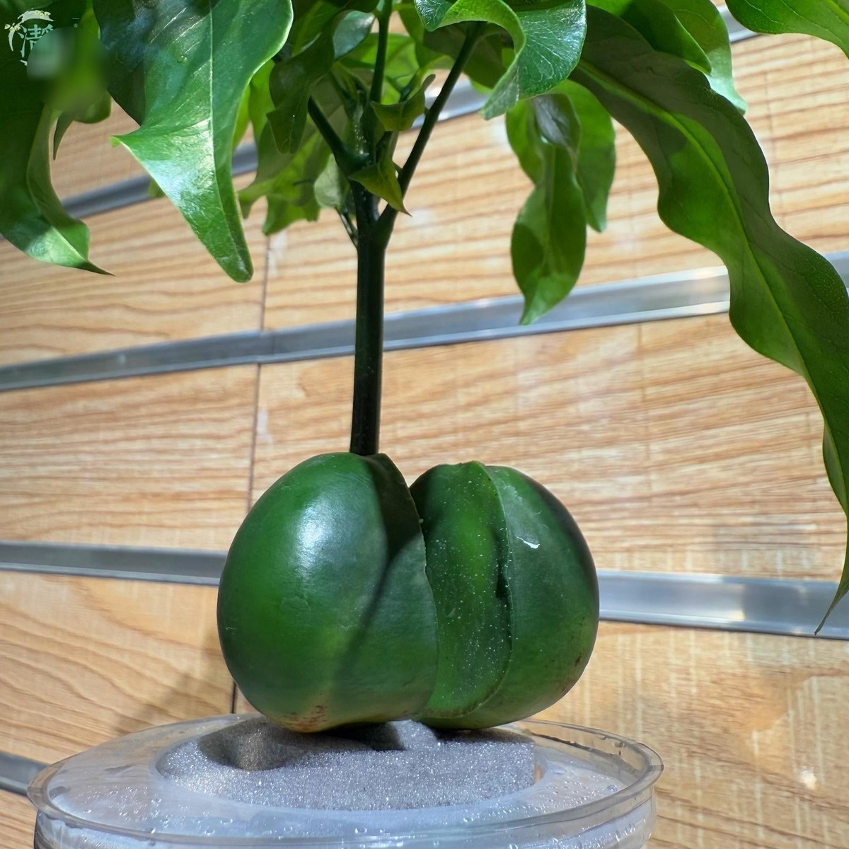  4. Cây nguyên bảo – thỏi vàng ôm lộc: Nguyên bảo (cây thỏi vàng) có nguồn gốc từ hạt đậu của cây hạt dẻ Úc. Khi nảy mầm, hai lá mầm tách đôi giống hình thỏi vàng ôm lấy thân cây non, tạo hình dáng độc đáo, giàu ý nghĩa tiền tài.