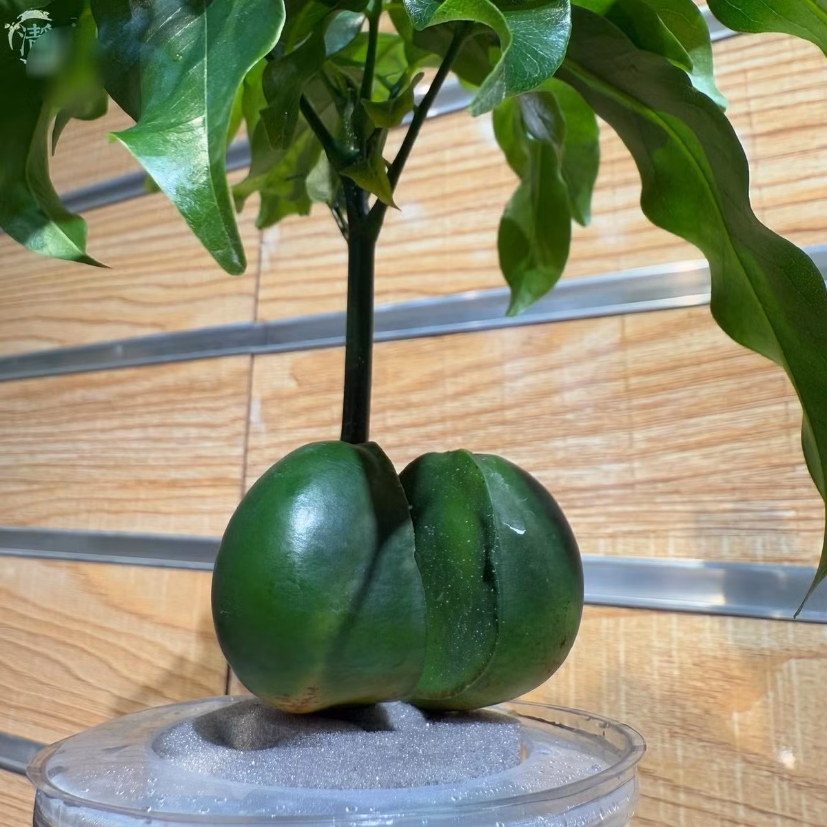  4. Cây nguyên bảo – thỏi vàng ôm lộc: Nguyên bảo (cây thỏi vàng) có nguồn gốc từ hạt đậu của cây hạt dẻ Úc. Khi nảy mầm, hai lá mầm tách đôi giống hình thỏi vàng ôm lấy thân cây non, tạo hình dáng độc đáo, giàu ý nghĩa tiền tài.